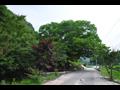 세룡리 느티나무 전경 썸네일 이미지