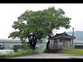 탑리 느티나무 전경 썸네일 이미지