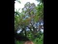 고례 마을 느티나무 썸네일 이미지
