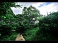고례 마을 느티나무 전경 썸네일 이미지