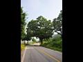 괴정리 느티나무 전경 썸네일 이미지