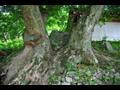 세룡리 느티나무 근경 썸네일 이미지