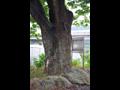 탑리 느티나무 근경 썸네일 이미지