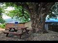 용산리 느티나무 근경 썸네일 이미지