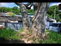 창덕리 평지 마을 느티나무 근경 썸네일 이미지