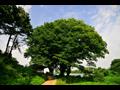 성곡리 학현마을 느티나무 전경 썸네일 이미지
