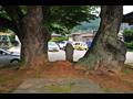 자양리 상리 마을 느티나무 근경 썸네일 이미지