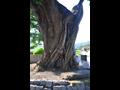 동산리 동산마을 느티나무 근경 썸네일 이미지