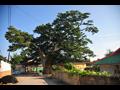 동산리 동산마을 느티나무 전경 썸네일 이미지