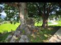 구미리 용동마을 느티나무 근경 썸네일 이미지