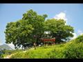 구미리 용동마을 느티나무 전경 썸네일 이미지