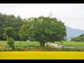도고리 신도마을 느티나무 전경 썸네일 이미지