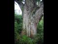 옥산리 무동마을 느티나무 근경 썸네일 이미지