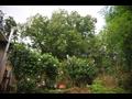 옥산리 무동마을 느티나무 전경 썸네일 이미지