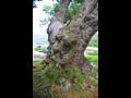 금성리 내동마을 느티나무 근경 썸네일 이미지