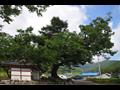 금성리 내동마을 느티나무 전경 썸네일 이미지